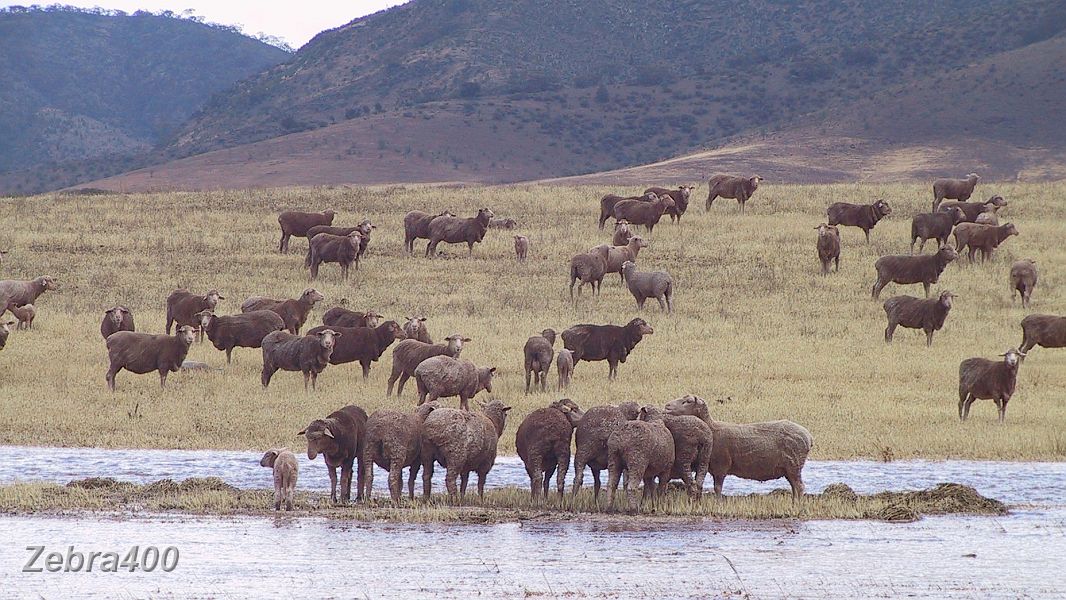 24-Sheep get caught on an island created by flooding.JPG